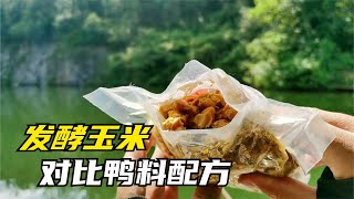 玉米窩料對比自制鴨料配方，釣草魚哪個效果更好？測試結果很明顯