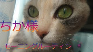 ちか様　モーニング　ルーティン　猫　癒し