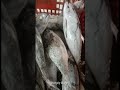 Frozen Tuna Bought Fresh from Fishing Boat for Export | 1kg+ Size