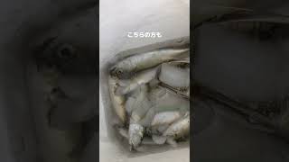 お帰り南芦屋浜　 南芦屋浜キャナルパーク　サビキで爆釣‼️