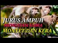 JURUS AMPUH ][ MENGATASI HAMA || MONYET DAN KERA - RIZAL DURPAY