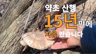 약초산행 15년만에 이런 버섯 처음입니다.