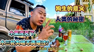 小黑虎走了，小三轮不难过，啃猪蹄，喝小酒，聊聊狗生的意义！【小三轮走天下】