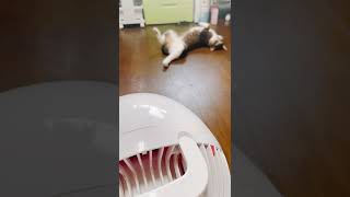 落ちてる猫に扇風機あてると…