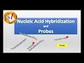 Nucleic Acid Hybridization and Probes