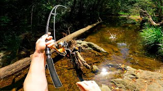 Fishing a SHALLOW Water Creek for Australian BASS