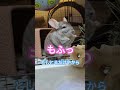 【chinchilla】ロキ オレはデブとちゃう shorts