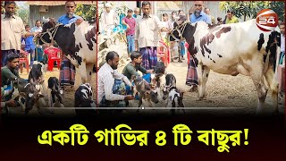 একটি গাভির একই সাথে চারটি বাছুর প্রসবের বিরল ঘটনা | Sherpur | 4 Calves Of a Cow | Channel 24