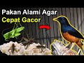 7 Pakan Alami MURAI BATU Agar CEPAT GACOR