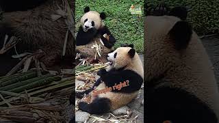 【5-Second Chinese】Learn “Press/按” In Chinese With Pandas