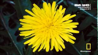 Brain Games- Visible Spectrum