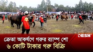 ক্রেতা আকর্ষণে গরুর র‍্যাম্প শো, ৬ কোটি টাকার গরু বিক্রি | Cow Fair | News | Desh TV