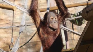 一時期体調良くなかったけど、元気になったロキ　多摩動物公園　オランウータン　202412