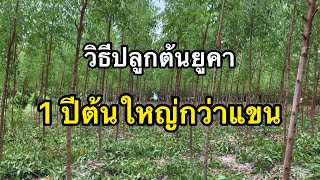 วิธีปลูกต้นยูคา #ต้นการดาษH4 1ปีต้นใหญ่กว่าแขนและ #วิธีการดูแลต้นยูคา