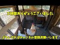 【悲報】飛び去ったメス鶏を追いかけます…【ニワトリ飼育】 157話目