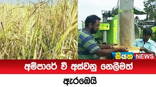 අම්පාරේ වී අස්වනු නෙලීමත් ඇරඹෙයි  | Siyatha News