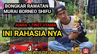 Ternyata ini rahasia murai borneo shifu bisa juara dan setabil