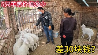 内蒙大姐卖5只羊羔，羊贩子给价2000大姐要价2300，看看能成交吗