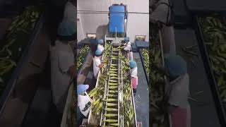 Organic | agriculture | farming | Sweet corn | cleaning \u0026 packing