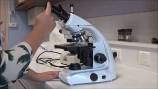 Utilisation du microscope optique