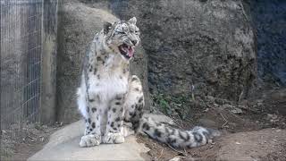 多摩動物公園の動物たち 2019年2月21日 Tama Zoo