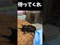 国産カブトムシvs国産ノコギリクワガタ