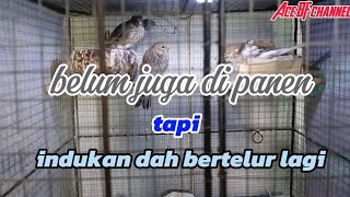 Tips mengatasi indukan kenari birahi,, sebelum anakan mandiri