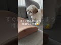 【癒し動画】シーズー犬が自分より大きな物で遊ぶ姿が可愛すぎる！ shorts shih tzu playing with big toys.