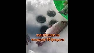 зарыбление форелью озеро радужная форель23.02.2025