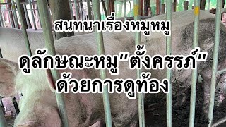 หมูตั้งท้อง สังเกตุด้วยการดูท้อง!! อีกหนึ่งวิธีดูหมูว่าตั้งท้อง100% |เรื่องหมูหมูchanel