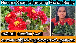 Dhalia Complete Care | 100% Propagation | Flowering Tips | ഡാലിയ ചെടി ഒത്തിരി പൂവിടാൻ 5 ടിപ്സ്