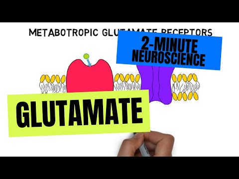 What is the glutamate system?