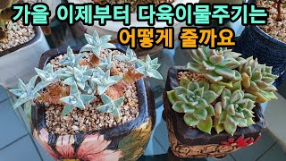 다육이♡ 가을 이제부터 다육이 물주기는 어떻게 줄까요💓💓succulent plant, 多肉植物