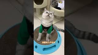 猫不出门为什么还要驱虫呢？