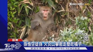 猴子才這樣! 孫悟空徒孫 火炎山攀岩走壁吃橘子｜TVBS新聞