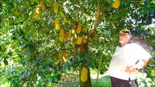 jack fruit Artocarpus heterophyllus possum trot farms