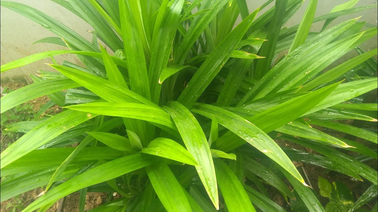 ரம்பை இலை செடி வீட்டில் வளர்க்கும் எளிய முறை//Pandan Leaf Plant Growing ...