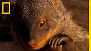Stork vs. Mongoose | National Geographic