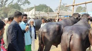 ব্রাহ্মনবাড়িয়ার বিখ্যাত নবীনগরের বাইশমৌজা হাট থেকে মহিষের দাম জানুন ।।বাইশশৌজা গরুর হাট ।। মহিষ ।