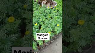 Marigold flower plants available now #ready #flower #plants #garden