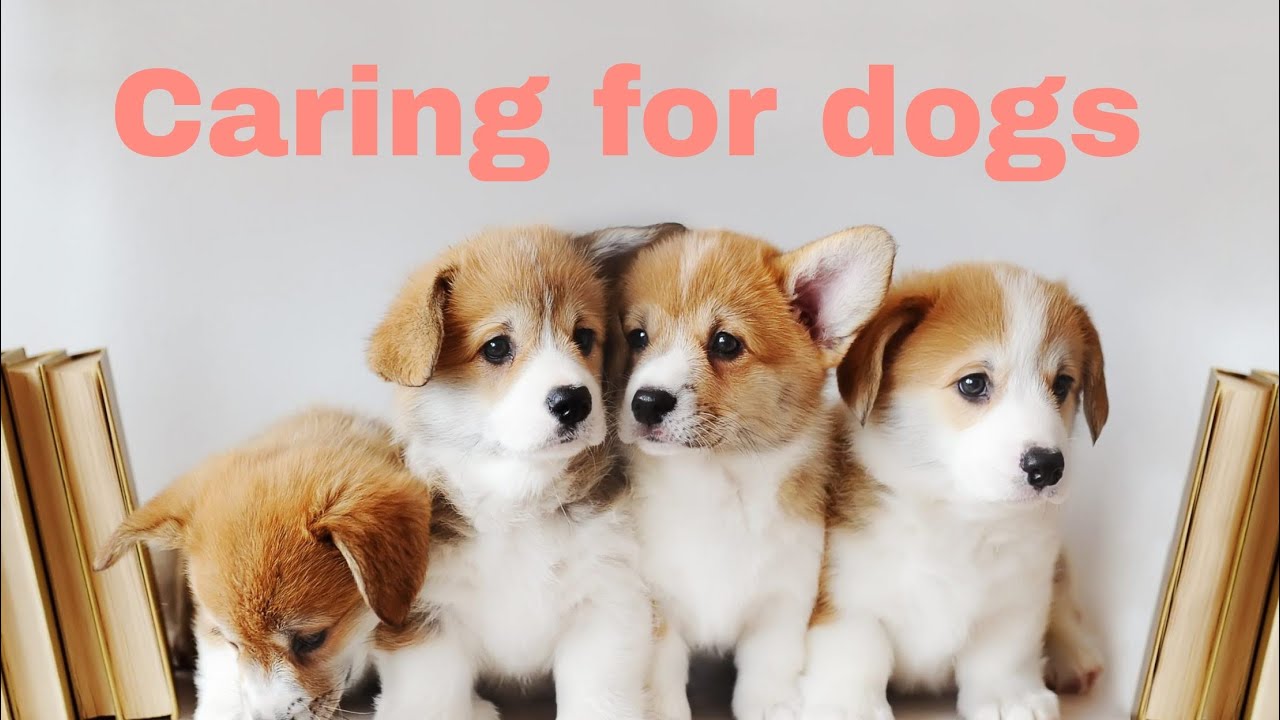 Caring For Dogs Housepetscare