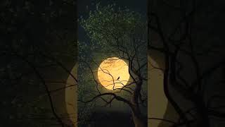 Beautiful Moon  🌙!! Good Night Status !! Neture Whatsapp Status !! #moon #goodnight