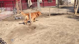 わんわん動物園 ゴールデンレトリバー