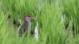 屏東縣的灰胸紋秧雞（2015-07-06）