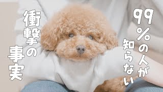 犬を飼っていない99％の人が知らない衝撃の事実 #Shorts