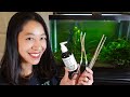 How to Set up a Fish Tank with Live Plants