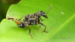 Transvestite Rove beetle, Leistotrophus versicolor