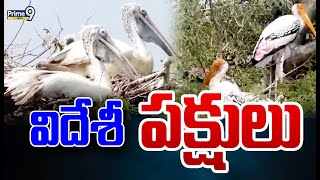 విదేశీ పక్షులు | Srikakulam District | Prime9 News