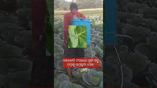 ବନ୍ଧାକୋବି ଚାଷ