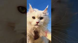 喜欢看大美，我就给大家拍。 缅因猫妈妈的大毛量，冬天看着就很暖😍缅因猫 萌宠出道计划 猫咪 缅因 记录猫咪日常